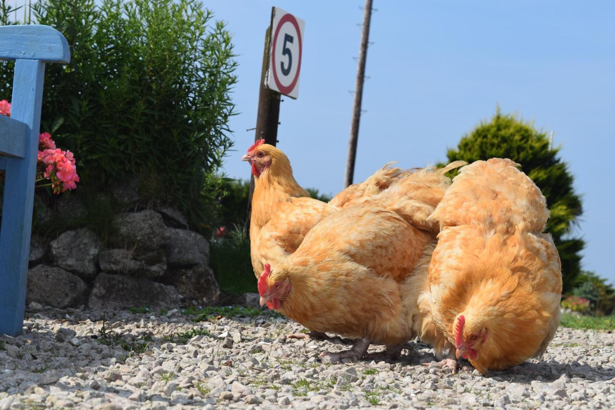 Roselands Caravan Park, Nr Lands End, Cornwall St Just Εξωτερικό φωτογραφία